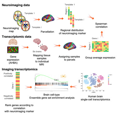Imaging transcriptomics: Convergent cellular, transcriptomic, and molecular neuroimaging signatures in the healthy adult human brain