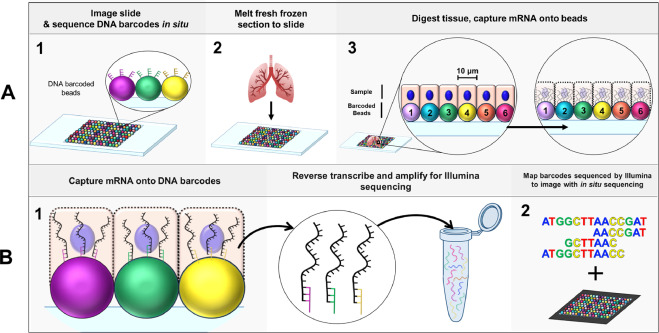 Spatial-omics: Novel approaches to probe cell heterogeneity and extracellular matrix biology