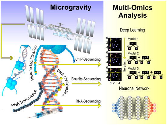 Concept of an integrative multi-omics AI analysis of transcriptional and epigenetic consequences of microgravity exposure.
