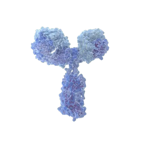 ADH4 (Human) IP-WB Antibody Pair